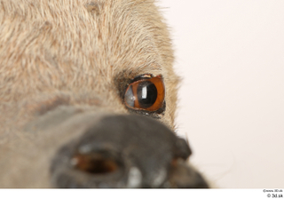 Striped Hyena Hyaena hyaena eye 0002.jpg